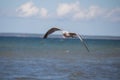 Close up of a gull in flight on the baltic sea beach with blue sky Royalty Free Stock Photo