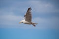 Close up of a gull in flight bevor blue sky Royalty Free Stock Photo