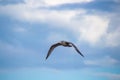 Close up of a gull in flight bevor blue sky Royalty Free Stock Photo