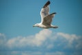 Close up of a gull in flight bevor blue sky Royalty Free Stock Photo