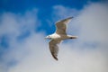 Close up of a gull in flight bevor blue sky Royalty Free Stock Photo