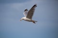 Close up of a gull in flight bevor blue sky Royalty Free Stock Photo