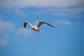 Close up of a gull in flight bevor blue sky Royalty Free Stock Photo