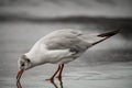 close-up of gull taking food out of the water with its beak Royalty Free Stock Photo