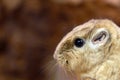 Close-up of gundi's rodent in the park. Royalty Free Stock Photo