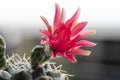 Close up of gymnocalycium baldianum red flower on spring background. Colorful plant succulent blooming flower baldianum cactus Royalty Free Stock Photo