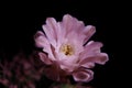 Close up gymnocalycium cactus flower blooming against dark background