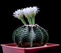 Close up gymnocalycium cactus flower blooming against dark background Royalty Free Stock Photo