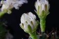 Close up of gymnocalycium cactus flower