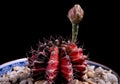 Close up gymnocalycium cactus in planting pot against dark background