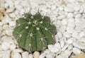 Gymnocalycium cactus on the small white pebbles for an ornamental plant in the rock garden Royalty Free Stock Photo