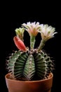 Close up gymnocalycium mihanovichii cactus flower blooming Royalty Free Stock Photo