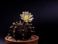 Close up Gymnocalycium mihanovichii with flower cactus or Ruby Ball cacti on pot on isolate black background.