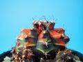 Close Up gymnocalycuim cactus Royalty Free Stock Photo