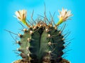 Close Up gymnocalycuim cactus Royalty Free Stock Photo