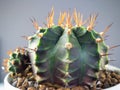 Close Up gymnocalycuim cactus Royalty Free Stock Photo