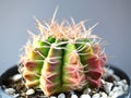 Close Up gymnocalycuim cactus Royalty Free Stock Photo