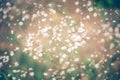 Close up of gypsophilia flowers, Abstract nature background