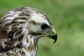 Close-up of a Gyr-Saker falcon