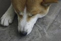 Close-up haed of young domestic akita inu dog. Royalty Free Stock Photo