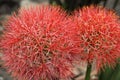 Close-up of Haemanthus multiflorus (Tratt.) Martyn-Blood Lily fl Royalty Free Stock Photo