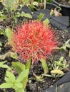 Haemanthus multiflorus Tratt. Martyn-Blood Lily flower. Royalty Free Stock Photo