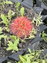 Haemanthus multiflorus Tratt. Martyn-Blood Lily flower. Royalty Free Stock Photo