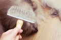 Close-up hair brush for dog after use it for annual molt season