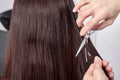 Close-up of a hairdresser cutting the hair of a woman with copy space