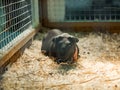 Close-up hairless guinea pig in a cage with hay.