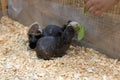 Close-up of a Hairless Guinea Pig eating food from hand. Royalty Free Stock Photo