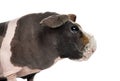 Close-up of a hairless guinea pig , isolated