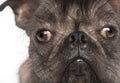 Close-up of a Hairless Mixed-breed dog, mix between a French bulldog and a Chinese crested dog, looking at the camera