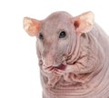 Close-up of a Hairlesss rat cleaning itself Royalty Free Stock Photo