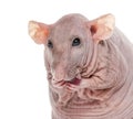 Close-up of a Hairlesss rat cleaning itself