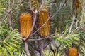 close up of a hairpin banksia blossom, a native australian wildflower