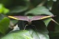 Close up of Hairstreak butterfly