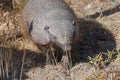 Close up of a Hairy armadillo in Valdes peninsula