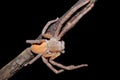 Close-up of a hairy Australian spider