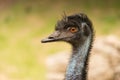 Close-up of hairy black head of emu Royalty Free Stock Photo