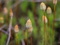 Capsules of the haircap moss Polytrichum Royalty Free Stock Photo