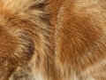 Close-up on a the hairy ginger cat, red fur, beautiful natural texture, closeup Royalty Free Stock Photo