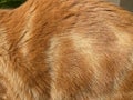 Close-up on a the hairy ginger cat, red fur, beautiful natural texture, Royalty Free Stock Photo