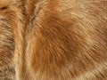 Close-up on a the hairy ginger cat, red fur, beautiful natural texture Royalty Free Stock Photo