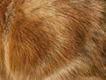 Close-up on a the hairy ginger cat, red fur, beautiful natural texture, closeup Royalty Free Stock Photo