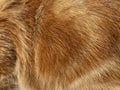 Close-up on a the hairy ginger cat, red fur, beautiful natural texture, closeup Royalty Free Stock Photo