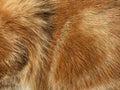 Close-up on a the hairy ginger cat, red fur, beautiful natural texture, closeup Royalty Free Stock Photo