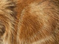 Close-up on a the hairy ginger cat, red fur, beautiful natural texture, closeup Royalty Free Stock Photo