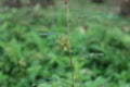 Close up of a hairy immature seed cluster of a Sensitive Plant or Nidikumba plant