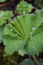 Close-up from a hairy lady`s mantle